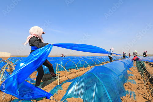 farmers cover ginger with UV resistant plastic film on a farm, North China © zhang yongxin