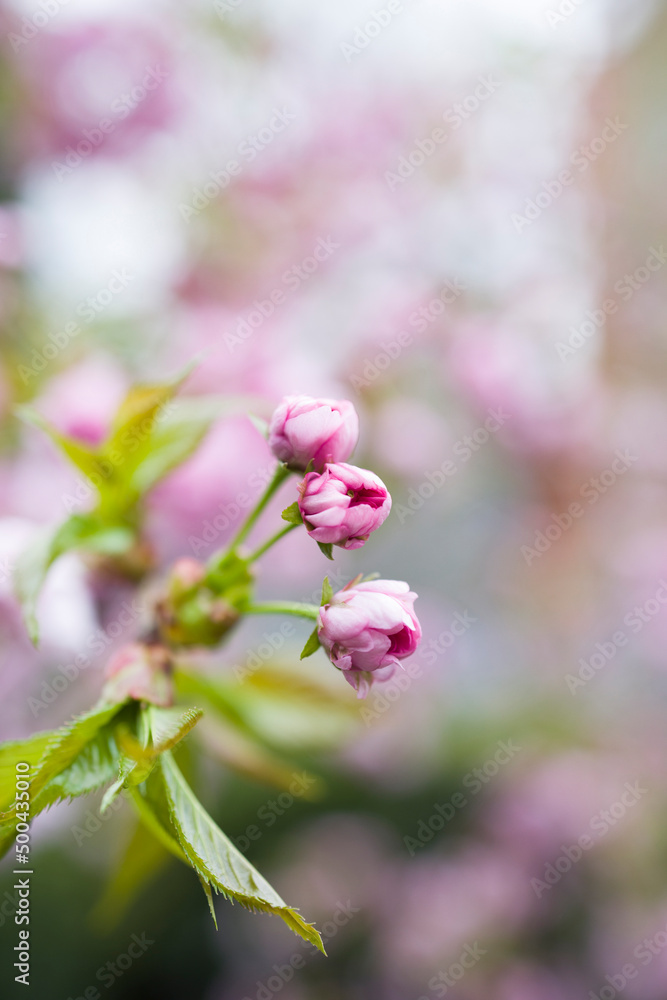 Vertical shot of pink blooming buds against bokeh background Vertical shot of pink blooming buds against bokeh background