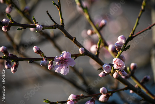 Blooming peach in the spring garden. Gardening. Lovely pink flowers.