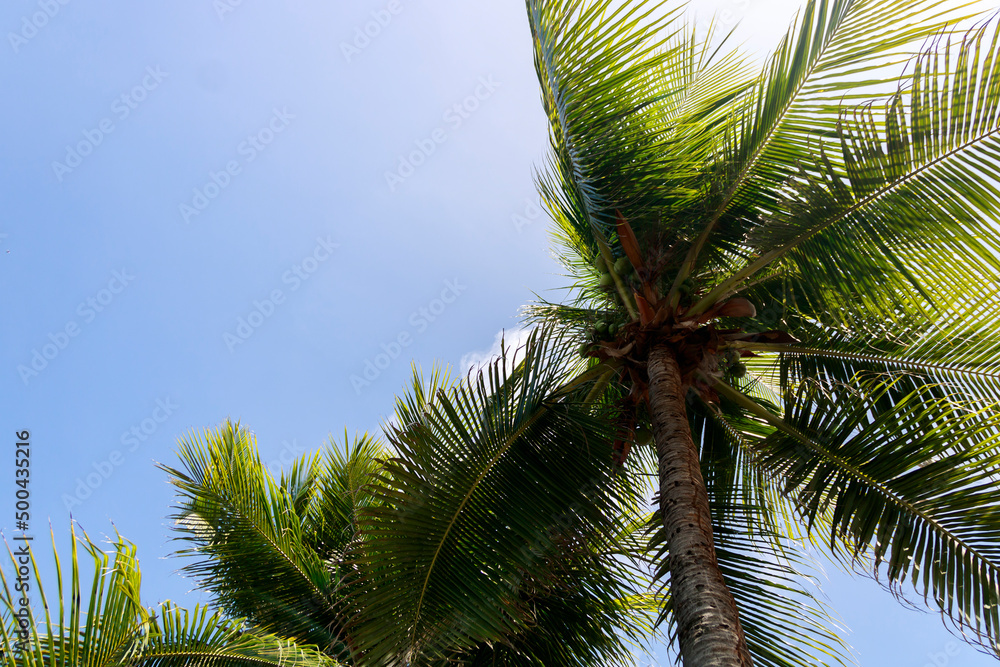 Fototapeta premium sobra de coqueiros