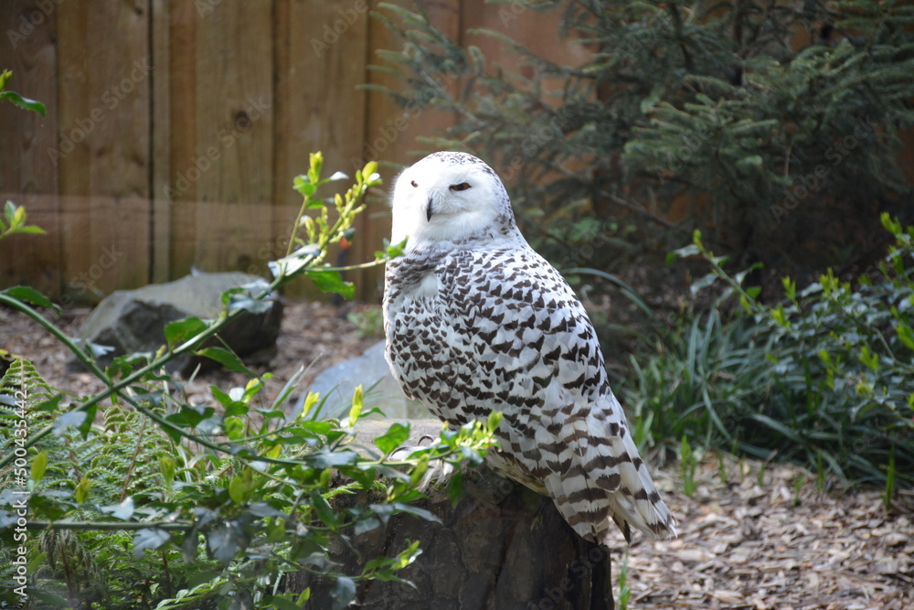 Obraz premium Chouette Lapone