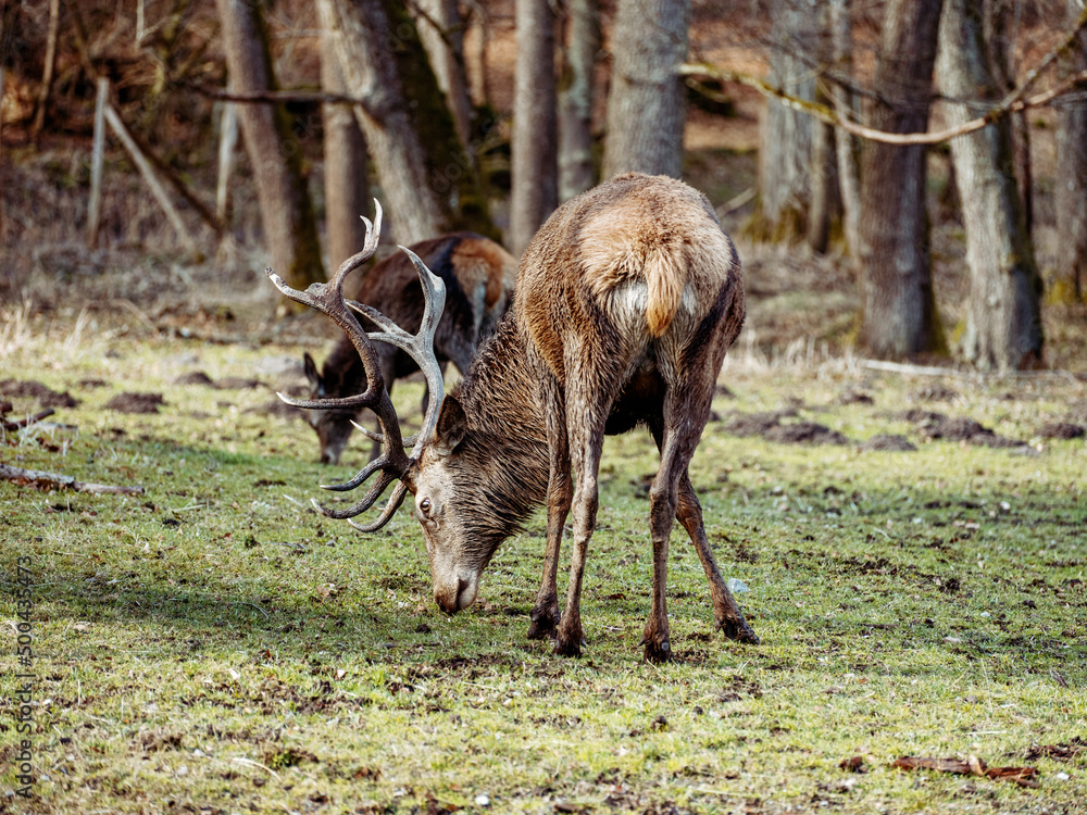 Fototapeta premium Hirsch im Rotwildgehege in Stuttgart, Baden-Württemberg