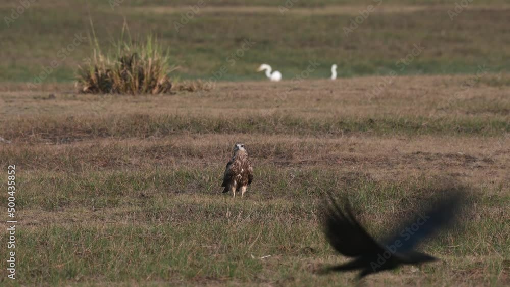 Seen resting on grass as others fly around while two egrets are seen at the background, Black-eared Kite Milvus lineatus Pak Pli, Nakhon Nayok, Thailand. Seen resting on grass as others fly around while two egrets are seen at the background, Black-eared Kite Milvus lineatus Pak Pli, Nakhon Nayok, Thailand.