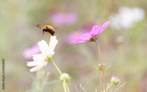 コスモスとハチ © Simasodatino