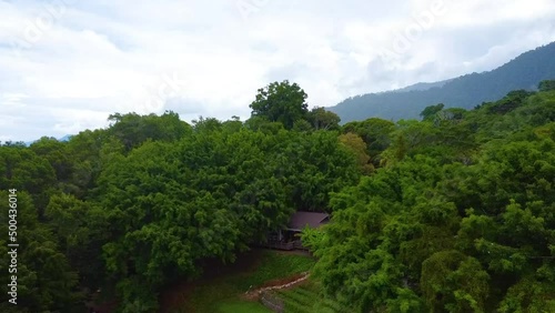 Aerial drone view of trees and forest photo