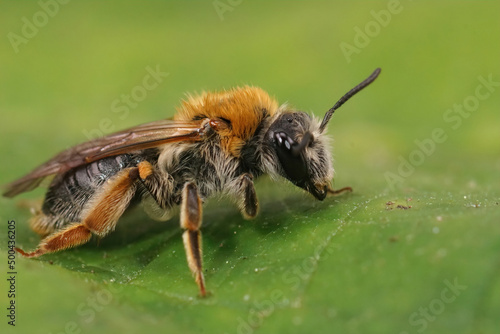 Closeup on a colorful female Orange tailed mining bee, Andrena haemorrhoa © Henk