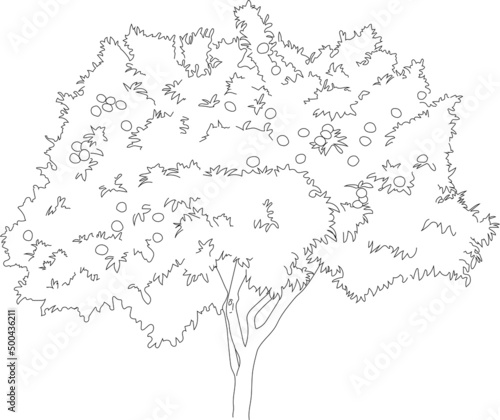 Vector orange tree sketch. 
Line art plant cutout. 