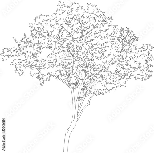 Orange tree vector illustration.
Tree line art cutout. 