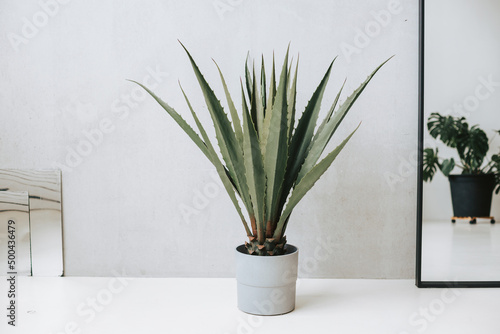 A potted flower on a grey background. Interior landscaping. Urban jungle in the office
