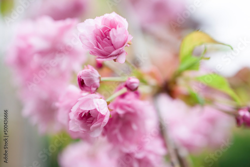 Prunus Asano  Japanese Cherry  blossom flowers . Macro shot