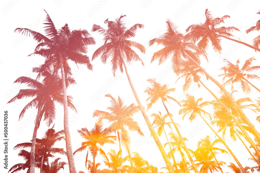 Obraz premium Tropical palm trees silhouettes isolated on white with double exposure effect