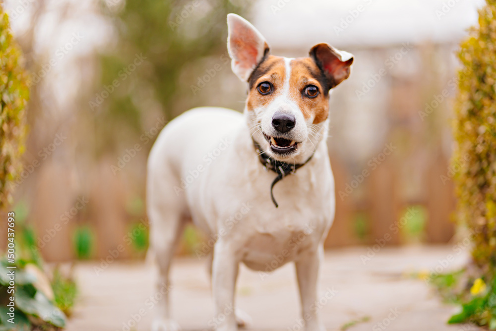 Jack Russell Terrier dog on a path in the garden. walking with pets. 