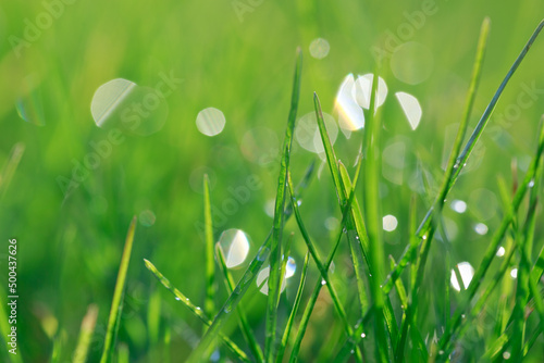 Green spring grass with dew drops close up in Sunlight.