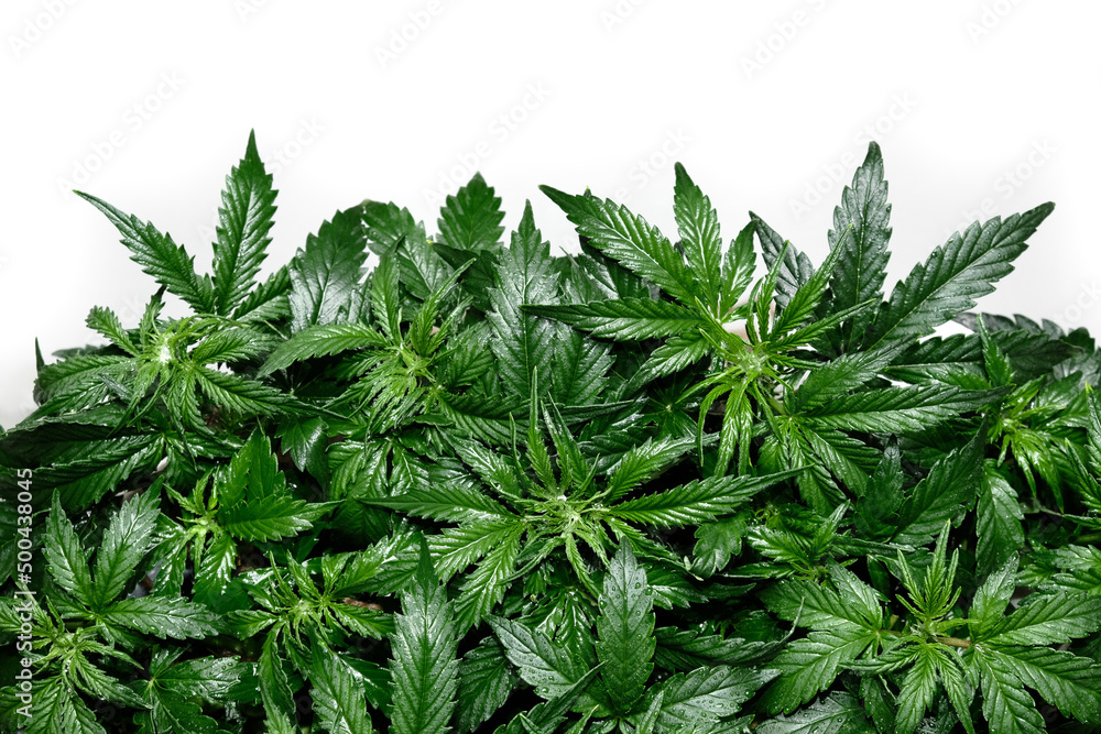 Cannabis plant isolated on white background. Layout of fresh wet marijuana leaves, watering bush, top view. Hemp growing concept. Cannabis plant isolated on white background. Layout of fresh wet marijuana leaves, watering bush, top view. Hemp growing concept.