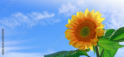 Sunflower head close up isolated on blue sky.