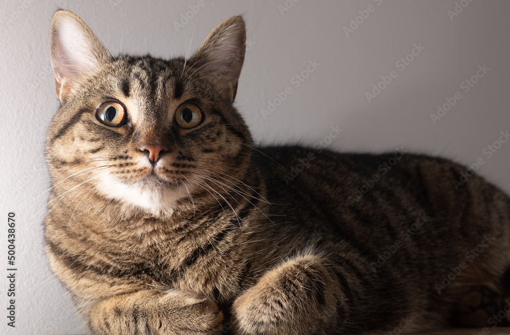 European shorthair cat. Portrait of a domestic striped brown cat. Muzzle with mustache. Animal at home.