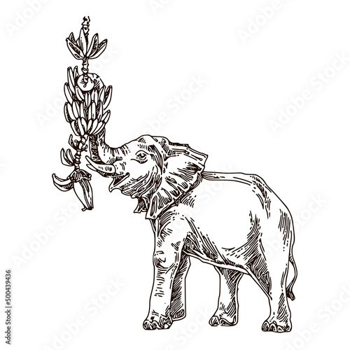 Elephant plucks bananas from a tree branch. Sketch. Engraving style. Vector illustration.