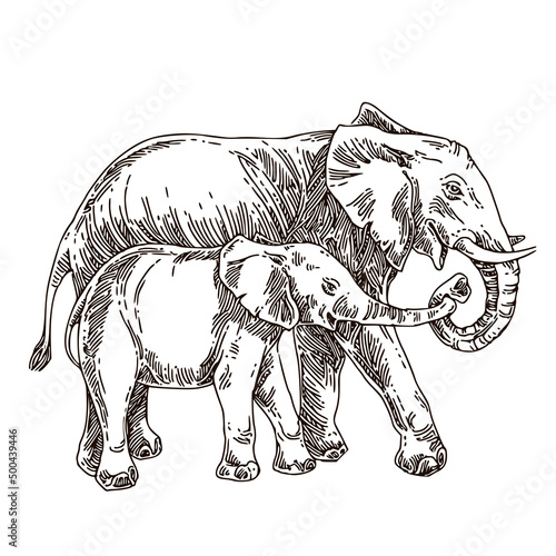 Elephant family. Mother and baby. Sketch. Engraving style. Vector illustration.