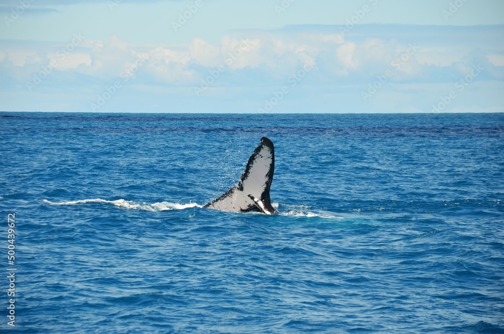 Fototapeta premium baleia 2