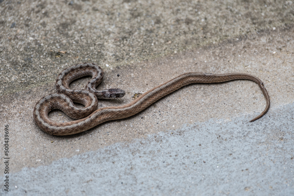 Dekay's brown snake closeup view