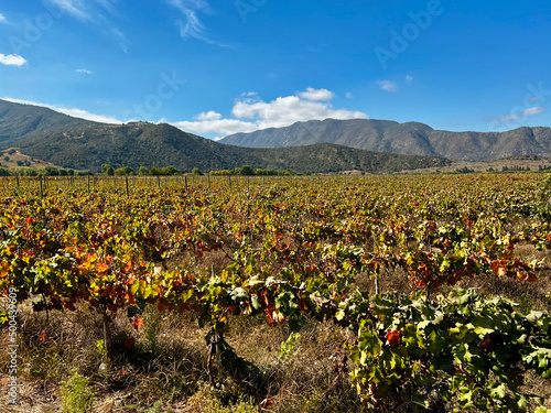 Vineyard in Santa Cruz Chile