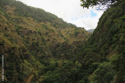 Floresta/Forest - Madeira, Portugal