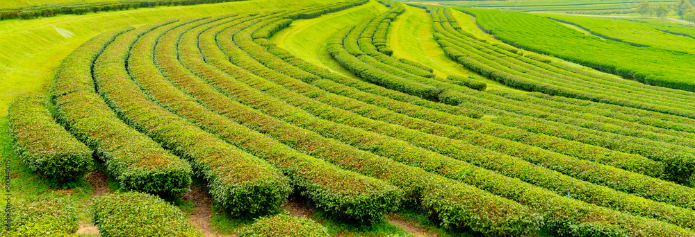 Green tea plantation or green tea field
