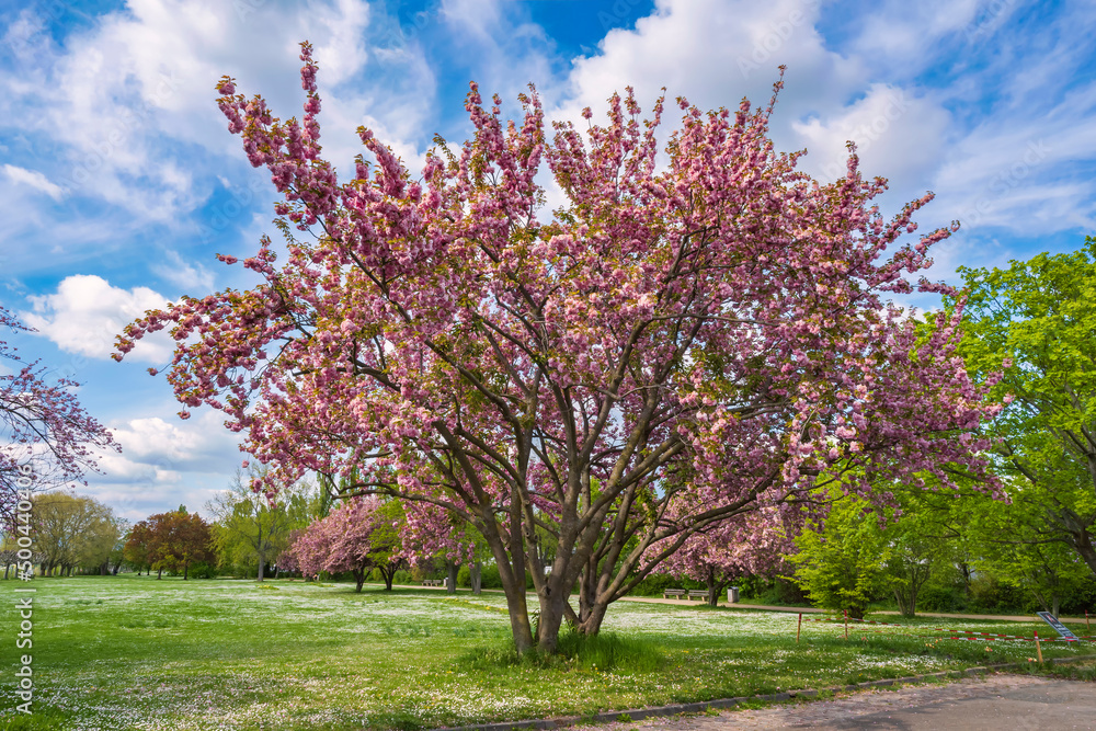 Gorgeous pink blooming sakura tree in a public park in Wiesbaden/Germany Gorgeous pink blooming sakura tree in a public park in Wiesbaden/Germany