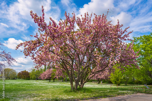 Gorgeous pink blooming sakura tree in a public park in Wiesbaden/Germany