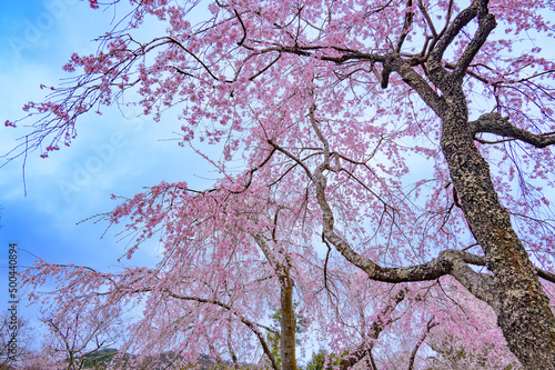 京都嵐山 天龍寺と枝垂桜