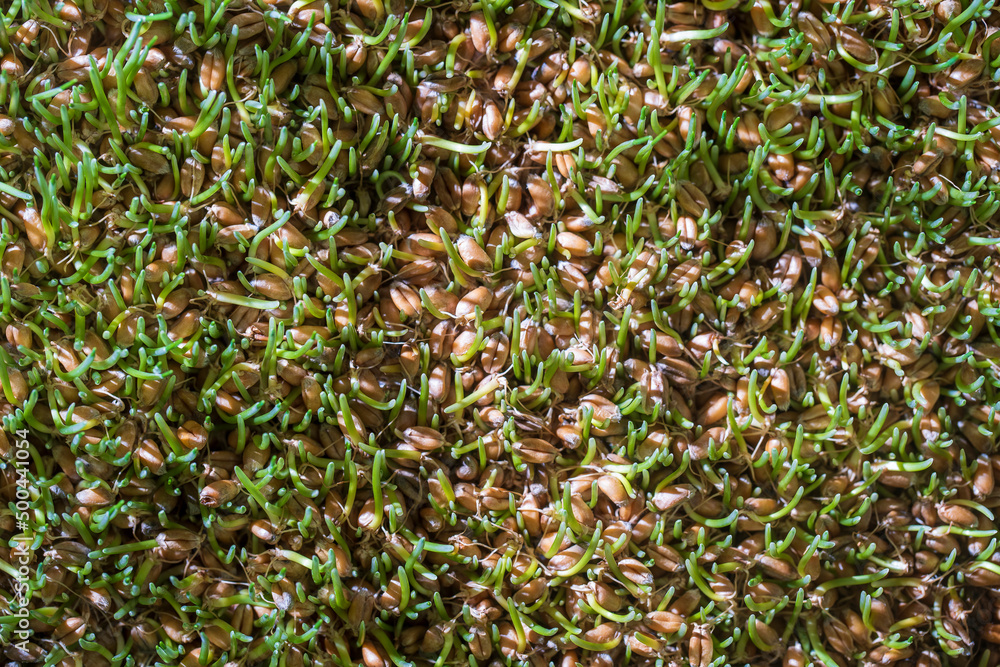 Background of germinated wheat grains, top view. Healthy food concept Background of germinated wheat grains, top view. Healthy food concept