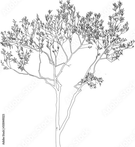 Vector single olive tree line art.
Hand drawn tree clipart element. 