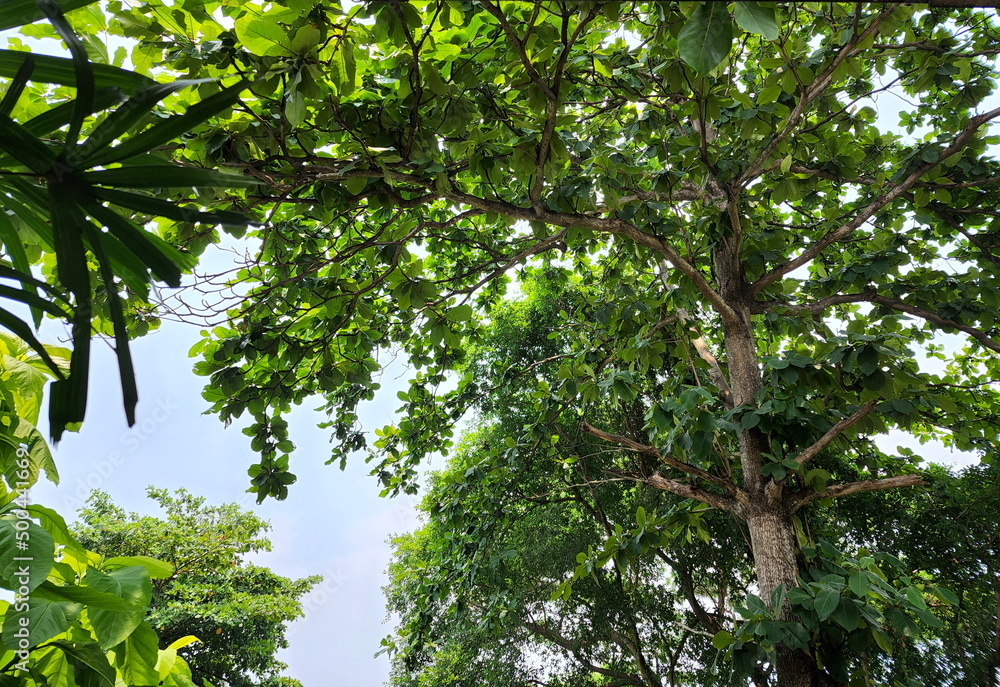 Fototapeta premium View from under a large tree overlooking the trunks, branches and bright green leaves of the trees with the blue sky behind them. Under the Tropical Almond or India Almond have shaded can shade the su