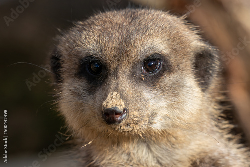 Photography Meerkat - Suricata suricatta