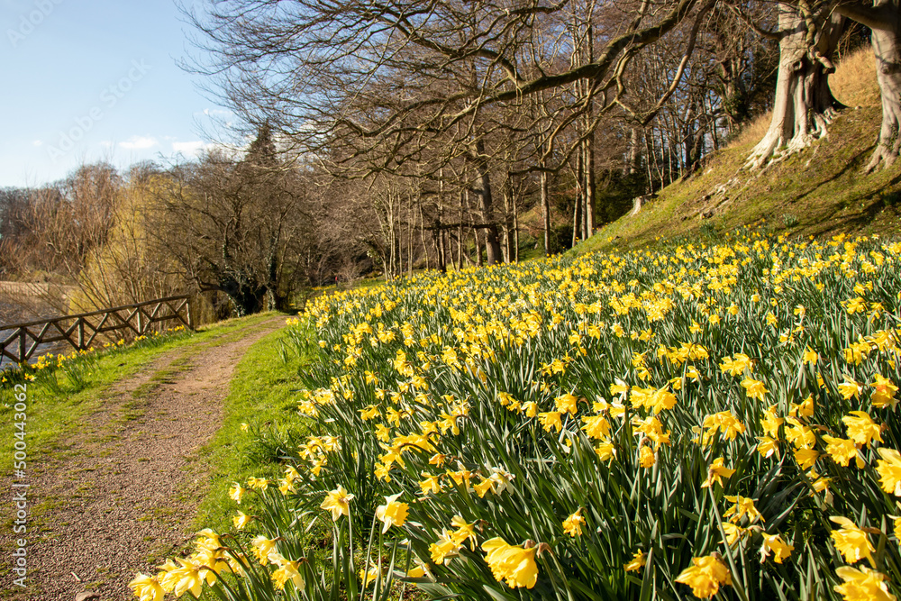 Obraz premium Springtime daffodils in the woods.