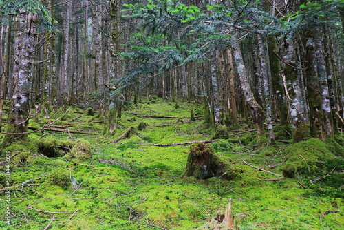 forest in the forest