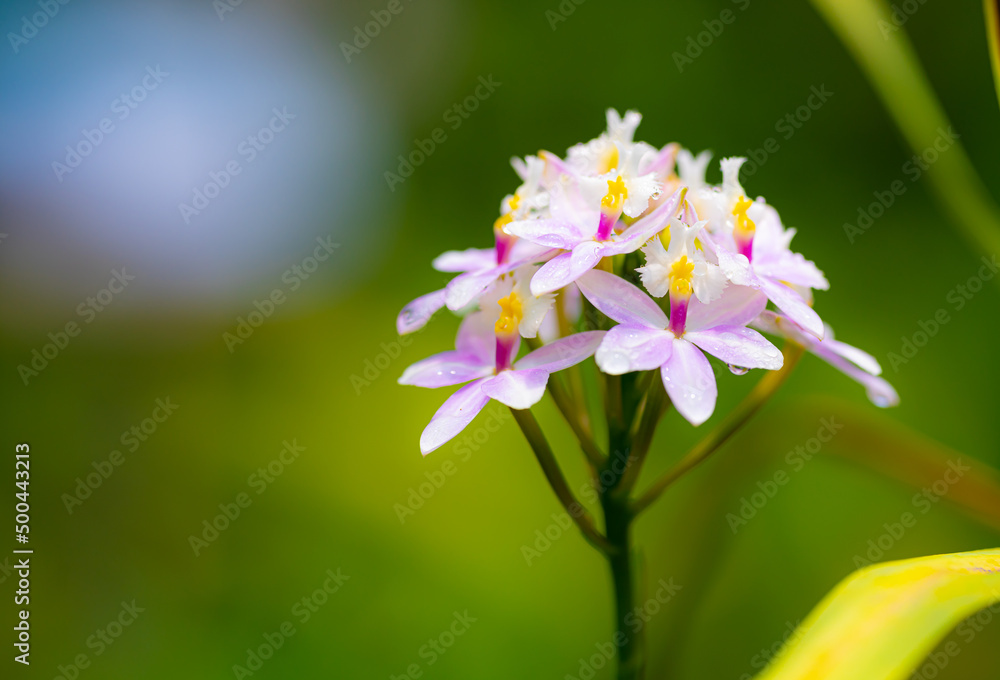 Fototapeta premium close up of a flower