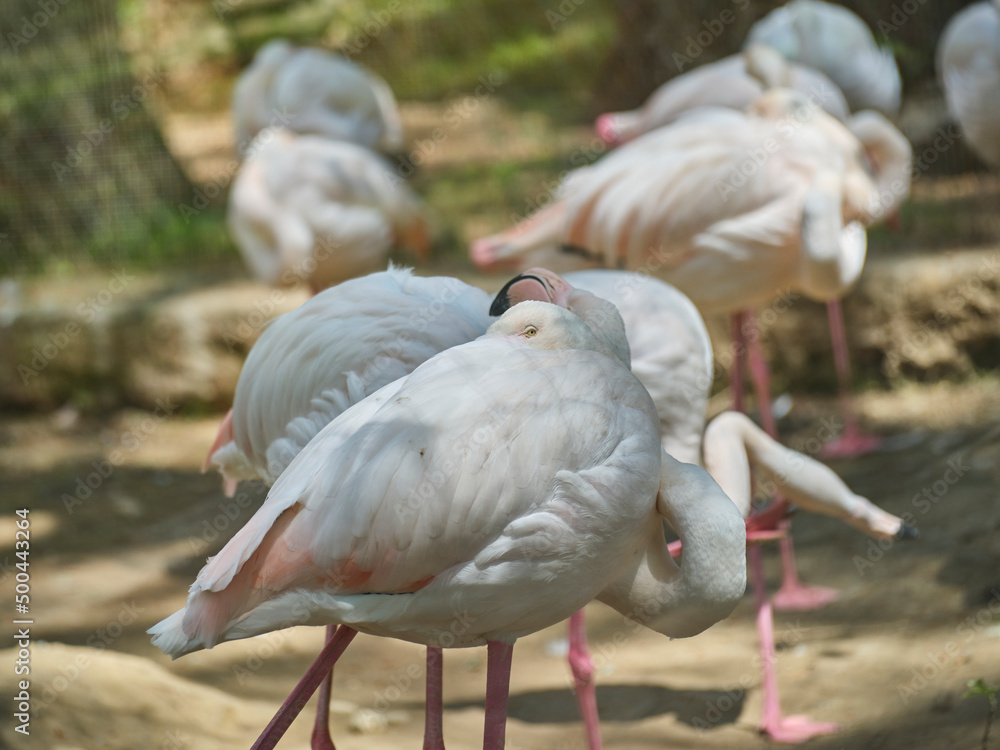 beautiful flamingo birds at a water's edge beautiful flamingo birds at a water's edge