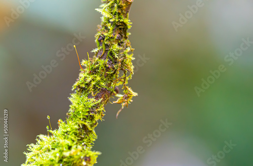 close up of willow