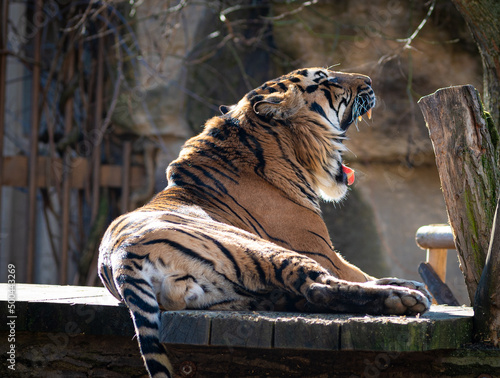 tiger in the zoo