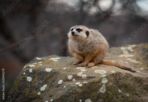 meerkat on the rock
