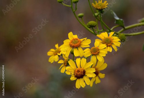 yellow brittlebush flowers in the garden signals springtime photo