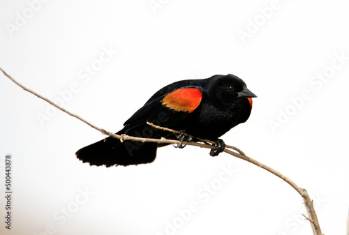 red winged blackbird against a high key white background with a clear view of the yellow and red in the shoulder