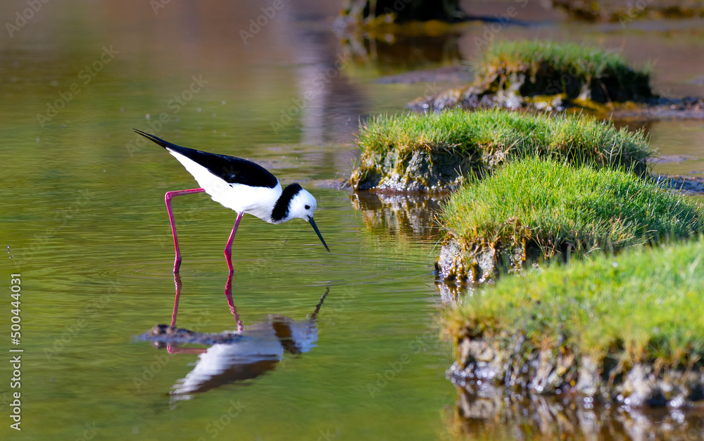Fototapeta premium Pied Stilt wading the waters of New Zealand