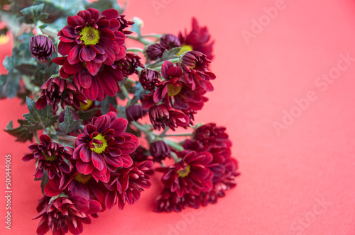Beautiful red flowers on red background. Copy space concept