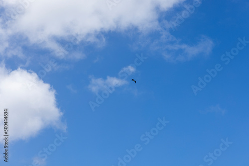 Bird flying high over the Caribbean Sea, Curacao