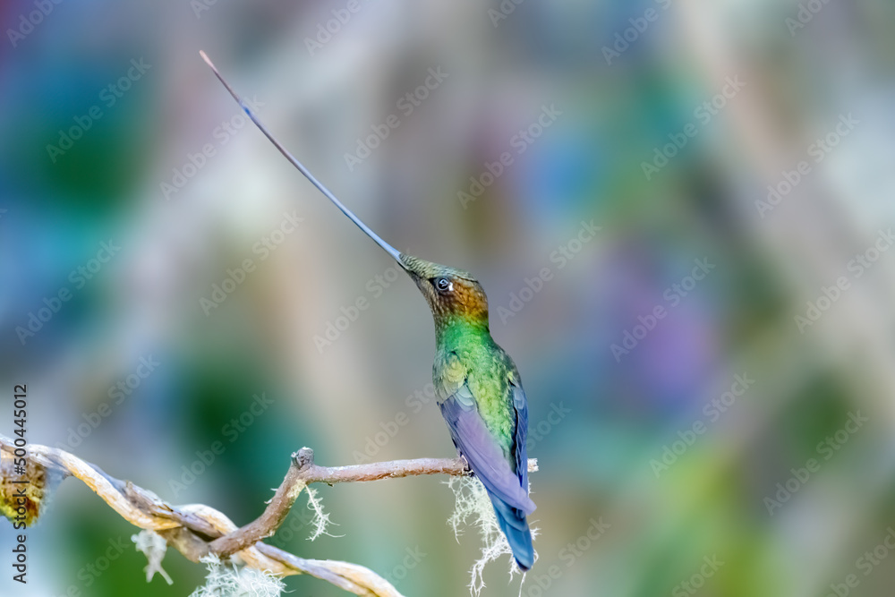 Fototapeta premium Sword-billed hummingbird showing off its long bill