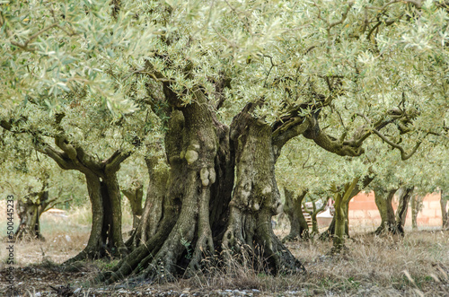 Olivenbaum in Frankreich, Olivenhain in einer mediterranen Plantage, alter Olivenbaum