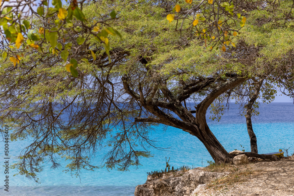 Big tree and the Caribbean sea in different shades of blue at Playa Jeremi on the Caribbean island Curacao