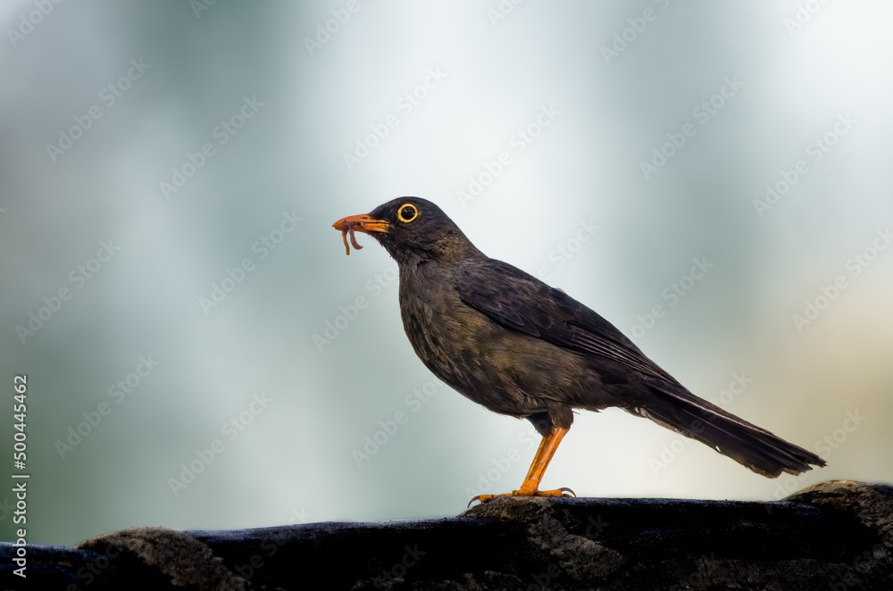 Great Thrush perched with a worm in Ecuador Great Thrush perched with a worm in Ecuador
